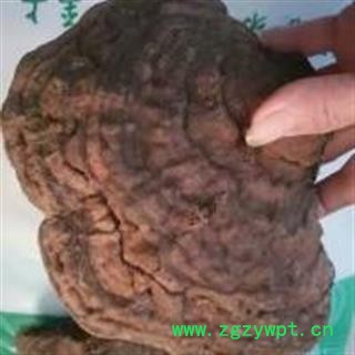 诺源药材行野生灵芝 无柄灵芝图2