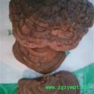 诺源药材行野生灵芝 无柄灵芝图3