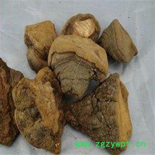 诺源药材行藏药桑黄  桑黄菇 针层孔菌图3