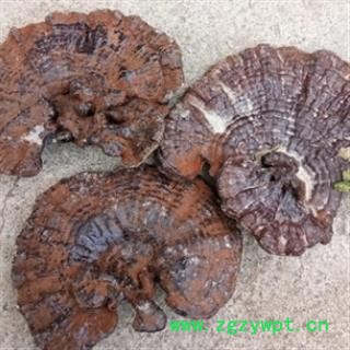 安祁名药优质灵芝 野生赤灵芝 带孢子粉图2