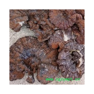 安祁名药优质灵芝 野生赤灵芝 带孢子粉