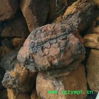 安祁名药灵芝 桦褐灵芝 白桦茸 桦褐茸图2