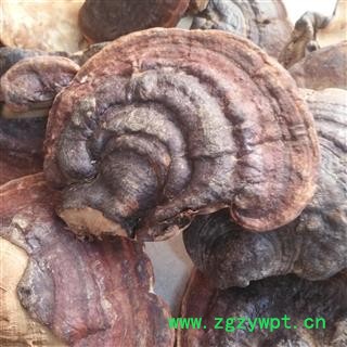 安祁名药野生灵芝 平盖灵芝  海南灵芝图2