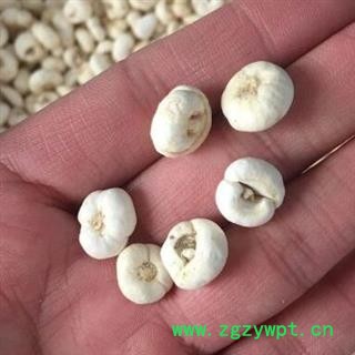 中药材平贝母 产地东北 平贝  坪贝 品种齐全 安国市场批发零售大图2