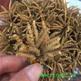 冬虫夏草、虫草精选4000条一公斤、产地西藏自治区那曲地区图3
