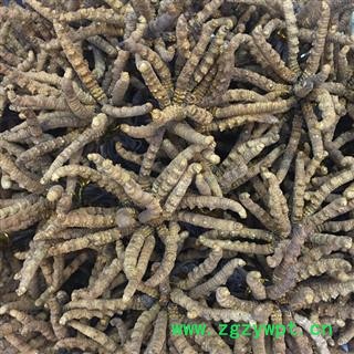 冬虫夏草、虫草精选4000条一公斤、产地西藏自治区那曲地区图2