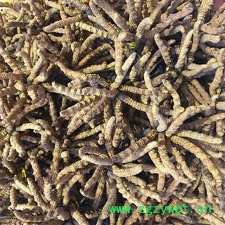 冬虫夏草精选3000条（3条／克）、产地西藏自治区那曲地区图3