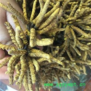 冬虫夏草精选3000条（3条／克）、产地西藏自治区那曲地区图2