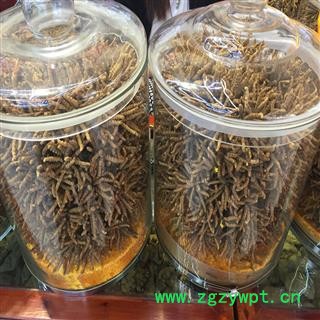 冬虫夏草精选3000条（3条／克）、产地西藏自治区那曲地区图4