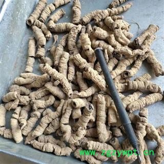 中药材巴戟天 巴戟肉大肉 中肉 小肉 广东产 需要什么规格去排  安国中药材批发零售大全图2