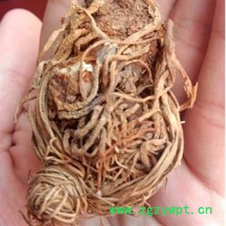 头顶一颗珠 天珠 延龄草 狮子头 九头狮子七 统 产地 吉林省通化市市辖区图2