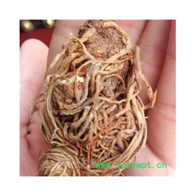 头顶一颗珠 天珠 延龄草 狮子头 九头狮子七 统 产地 吉林省通化市市辖区