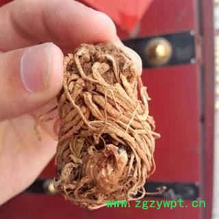 头顶一颗珠 天珠 延龄草 狮子头 九头狮子七 统 产地 吉林省通化市市辖区图3