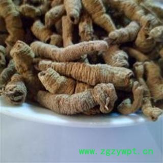 巴戟 好统 产地 广东省肇庆市市辖区图3
