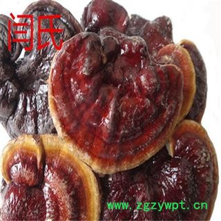 灵芝  金边灵芝图3