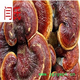 灵芝  金边灵芝图2