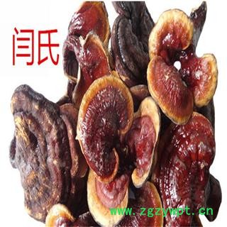 灵芝  金边灵芝图4