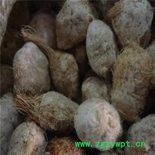 荆三棱 统 产地 浙江省舟山市岱山县图3