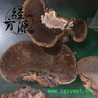 槐耳A  统 产地 河北省图2