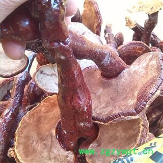 灵芝 统 产地 安徽省六安市金寨县图3