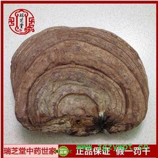 灵芝 海南平盖灵芝 野生灵芝 海南树舌灵芝 统货瑞芝堂产地直销1000克图2