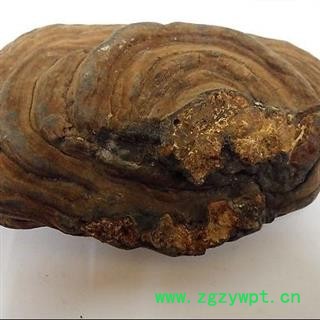 灵芝 海南平盖灵芝 野生灵芝 海南树舌灵芝 统货瑞芝堂产地直销1000克图3