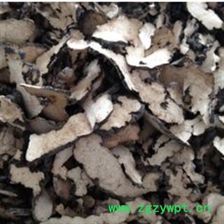 猪苓 统 产地 黑龙江省双鸭山市市辖区图2