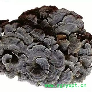 灵芝 云芝 中药材入药瑞芝堂产地直销1000克 规格齐全 一站购齐图4