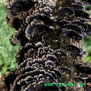 灵芝 云芝 中药材入药瑞芝堂产地直销1000克 规格齐全 一站购齐图3