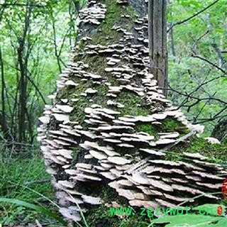 灵芝 云芝 中药材入药瑞芝堂产地直销1000克 规格齐全 一站购齐图2