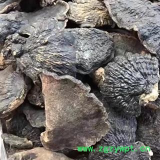 安祁名药正品野生灵芝 薄树芝图2