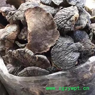 安祁名药正品野生灵芝 薄树芝图3