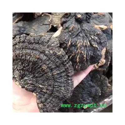 安祁名药正品野生灵芝 薄树芝