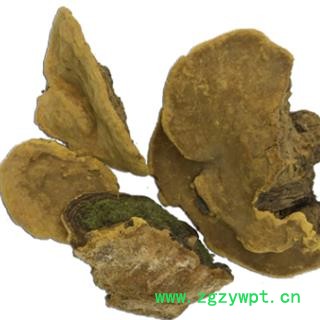 安祁名药中药材桑黄  桑黄灵芝 桑黄孔菌图2