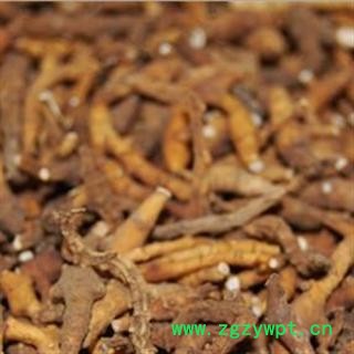 九节菖蒲 统 产地 陕西省 库存 500图2