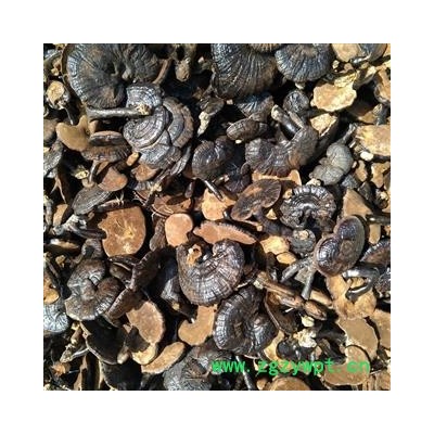 野生灵芝片灵芝个子