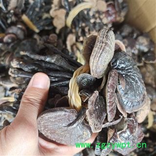 京辉药业 灵芝 竹灵芝一公斤起售 专注品质 灵芝大全图2