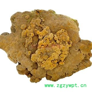 灵芝 斑褐孔菌 野生斑褐孔菌 瑞芝堂产地直销1000克图2