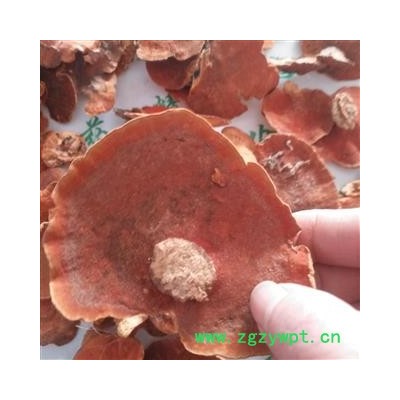 安祁名药野生灵芝 牛樟芝 牛樟菇 樟菇 正品原生态