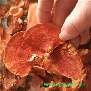 安祁名药野生灵芝 牛樟芝 牛樟菇 樟菇 正品原生态图2