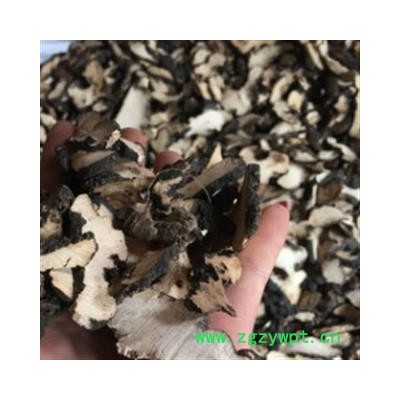 安祁名药猪苓 野猪粪