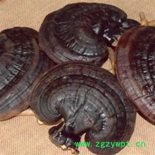 安祁名药灵芝 赤灵芝图2