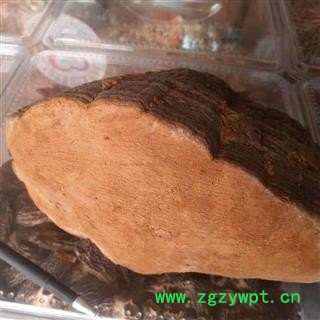 安祁名药优质桑黄  原生态实物图2