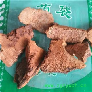 安祁名药灵芝 松针层孔菌 吉林长白山图2