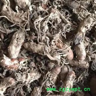 安祁名药野生金蝉花  金虫草 正品大别山蝉花图2