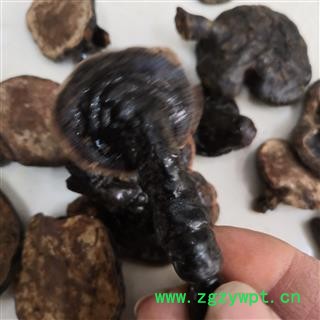 安祁名药中药材灵芝  反柄灵芝 各种规格图2