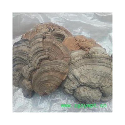 木灵芝 统货 产地 四川省成都市双流县