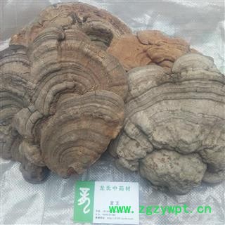 木灵芝 统货 产地 四川省成都市双流县图2