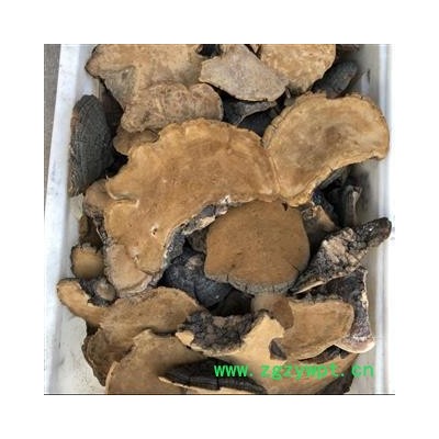 桑黄 地道桑黄中个 万信药业 产地 黑龙江省