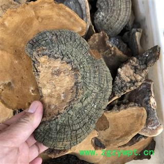 桑黄 地道桑黄中个 万信药业 产地 黑龙江省图2